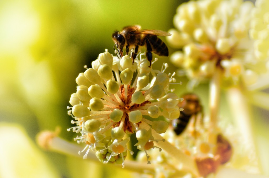 Biene auf Blüte tankt Pollen